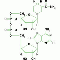 Chemische Formel Nicotinamid-Adenin-Dinucleotid-Hydrid
